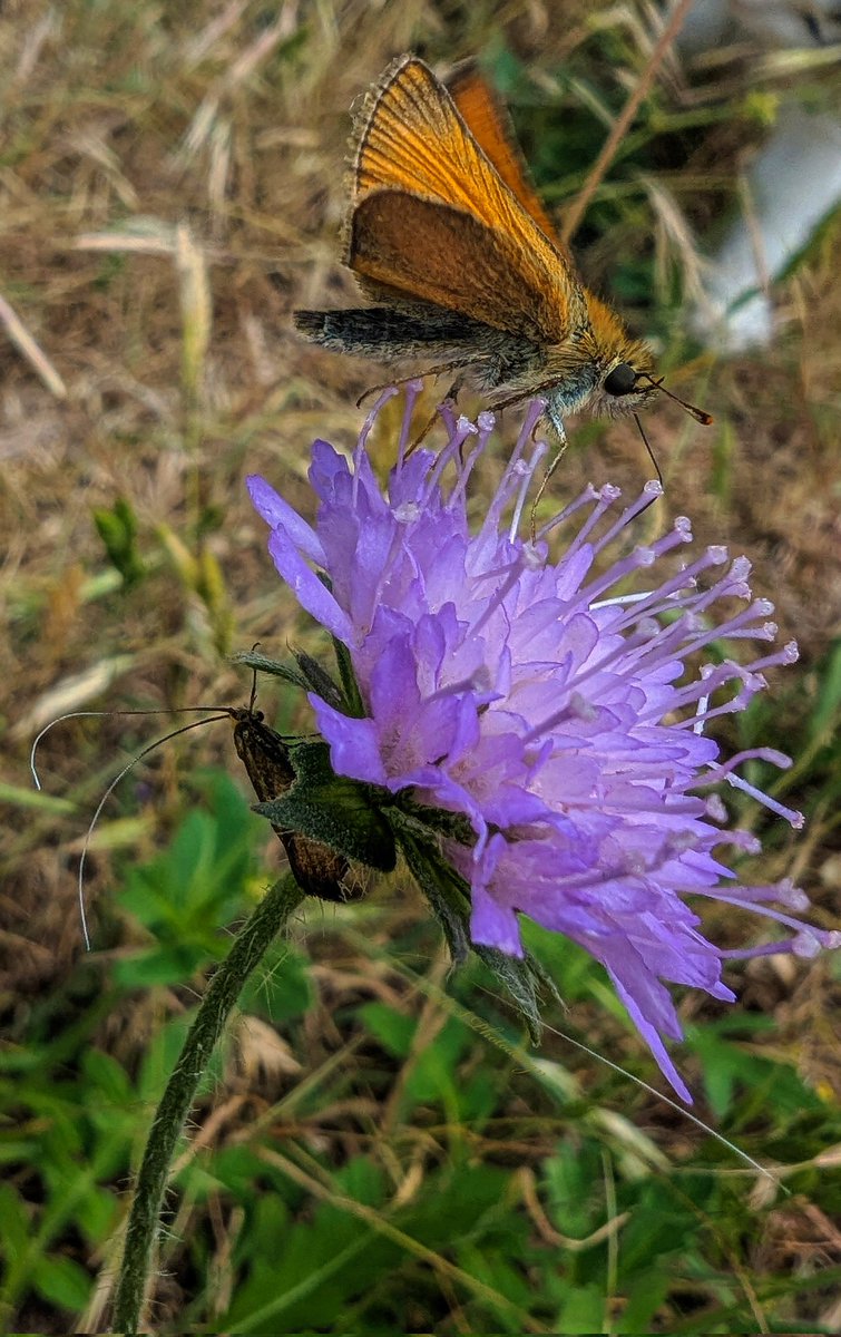 Thymelicus sylvestris (butterfly) and Nemophora metallica (moth) share a blossom of Knautia arvernensis.
#InsectThursday #sharing
🦋