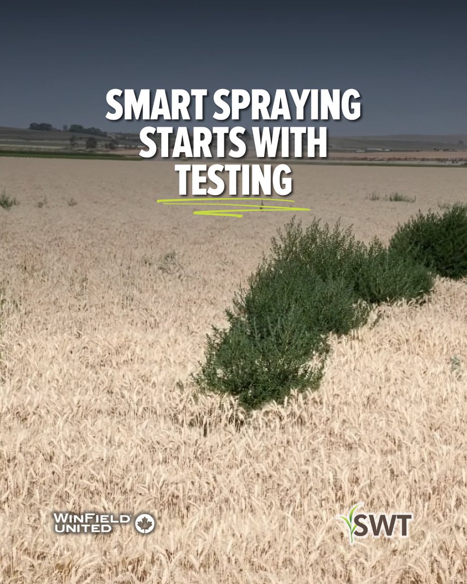 SWT's tweet image. Weeds acting tough this season? Maybe your tank mix doesn’t scare them anymore. 

Time to investigate the survivors:
→ Gather seeds.
→ Send &apos;em in for testing.
→ Get the resistance results.

#resistancetesting #weedcontrol #saskag #saskfarmers