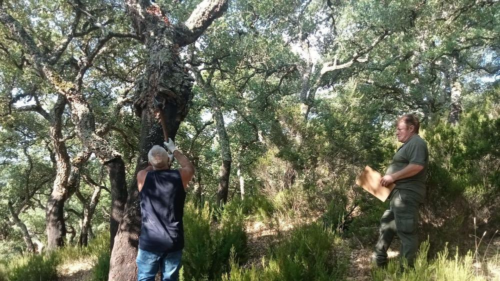 Un total de 56 extremeños participa en la primera edición del carné estatal de sacador de corcho

+ Info ▶️ juntaex.es/w/carne-saca-d…