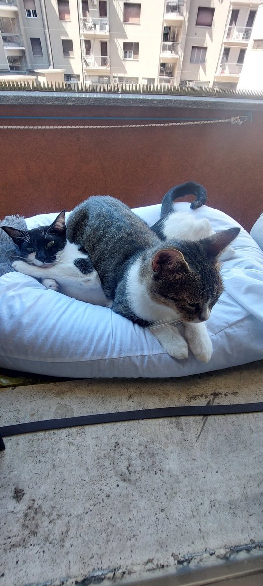 Posizioni super comode per le mie bimbe pelose😍