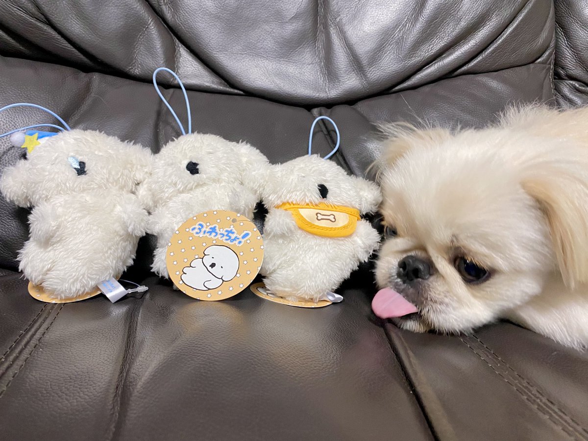 ふわっちょ - البحث / X