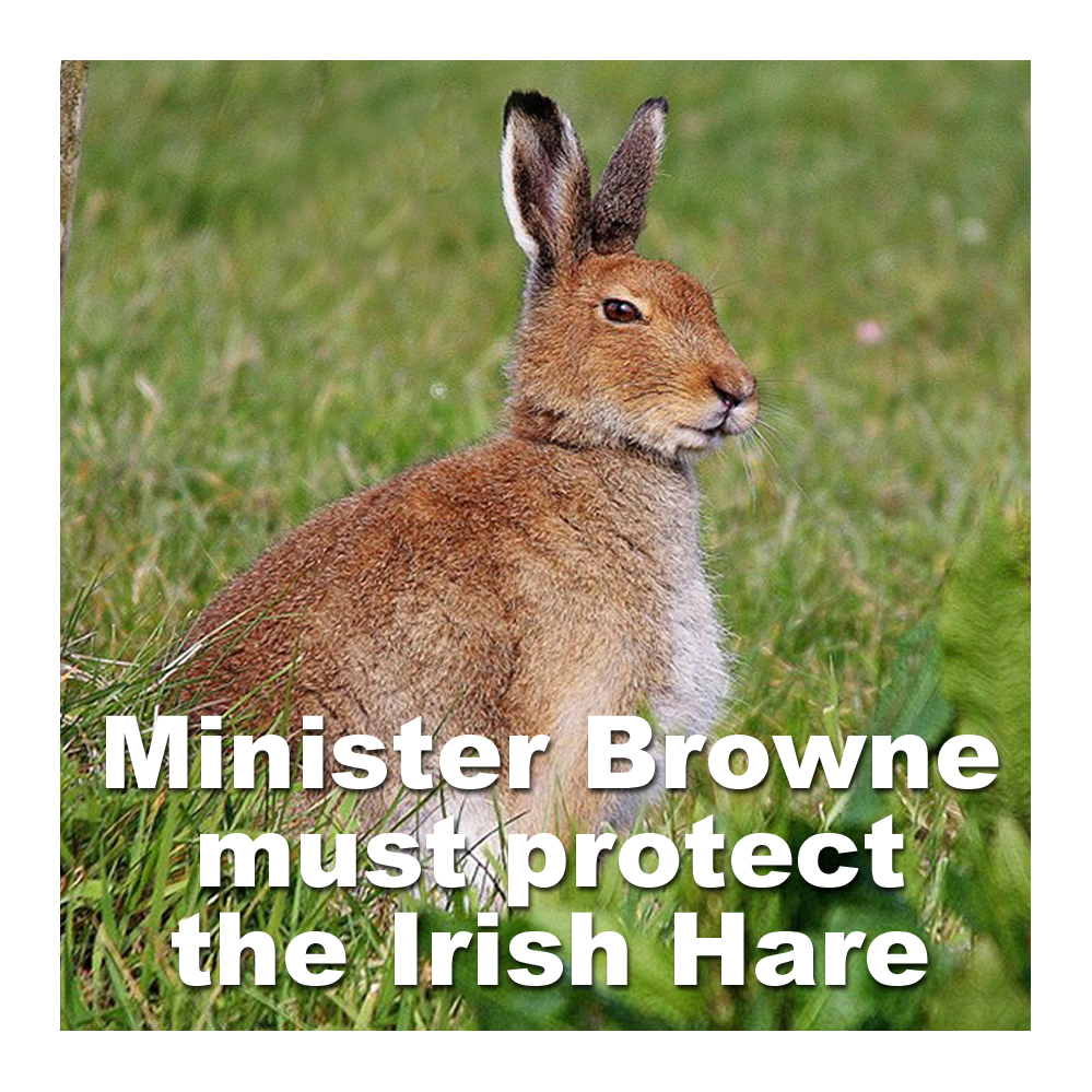 banbloodsports's tweet image. &quot;Minister Browne must respect the right of wildlife to live free from persecution and promptly protect hares from coursing horror&quot; - Thanks to @TheAvondhu for publishing our letter facebook.com/photo/?fbid=10… @JamesBrowneTD  Refuse 2025-26 coursing licences #BanHareCoursing