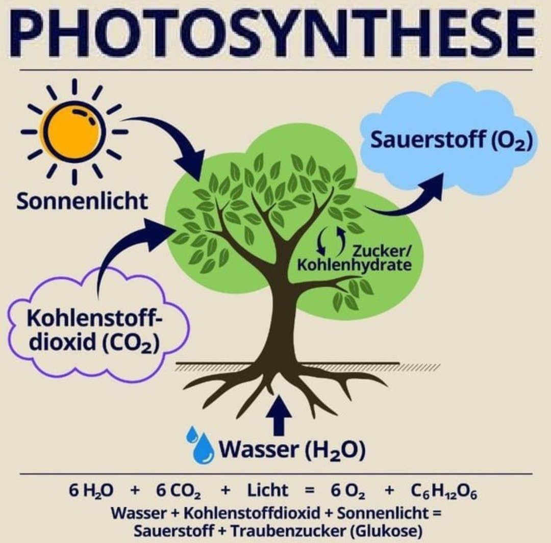 Nachhilfe für linksgrüne...
Lieber paar Bäume pflanzen statt ganze Wälder roden für nutzlose Windrädchen 💁‍♂️