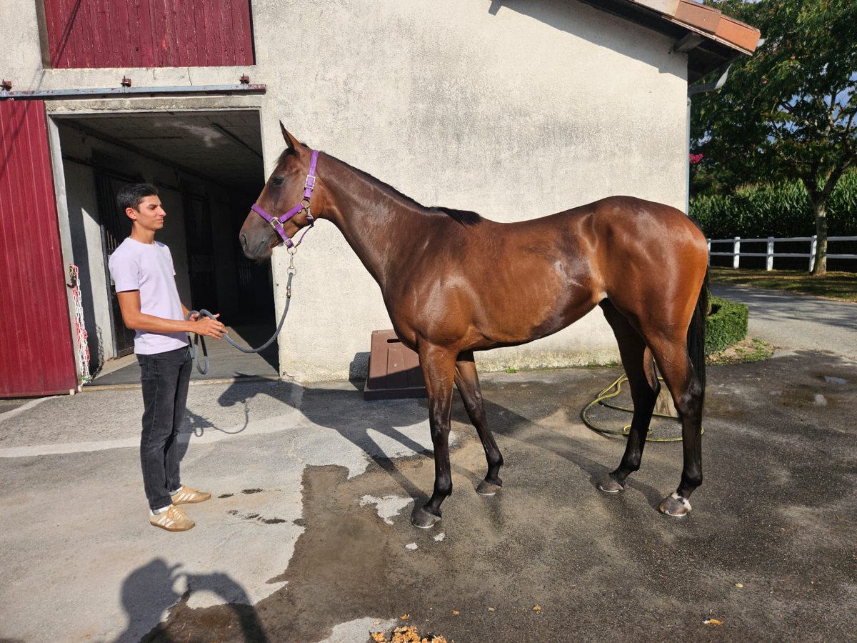 Gonzalo de la Peña Gispert (@florinesgispert) on Twitter photo ¡Bienvenida, Amazing Christmas!
Mi nuevo socio y yo la hemos reclamado hoy en Dax. Ya se encuentra estabulada con <a href="/Patrikolave/">Patrik Olave Racing</a>. Potra humilde para intentar divertirse en el Sudoeste. Gracias a <a href="/StaminaTurf/">🏇🏻🇪🇸 Stamina Turf ⁰⁷</a> por el asesoramiento. ¡Seguimos en la brecha! ¡Bienvenida, Amazing Christmas!
Mi nuevo socio y yo la hemos reclamado hoy en Dax. Ya se encuentra estabulada con <a href="/Patrikolave/">Patrik Olave Racing</a>. Potra humilde para intentar divertirse en el Sudoeste. Gracias a <a href="/StaminaTurf/">🏇🏻🇪🇸 Stamina Turf ⁰⁷</a> por el asesoramiento. ¡Seguimos en la brecha!