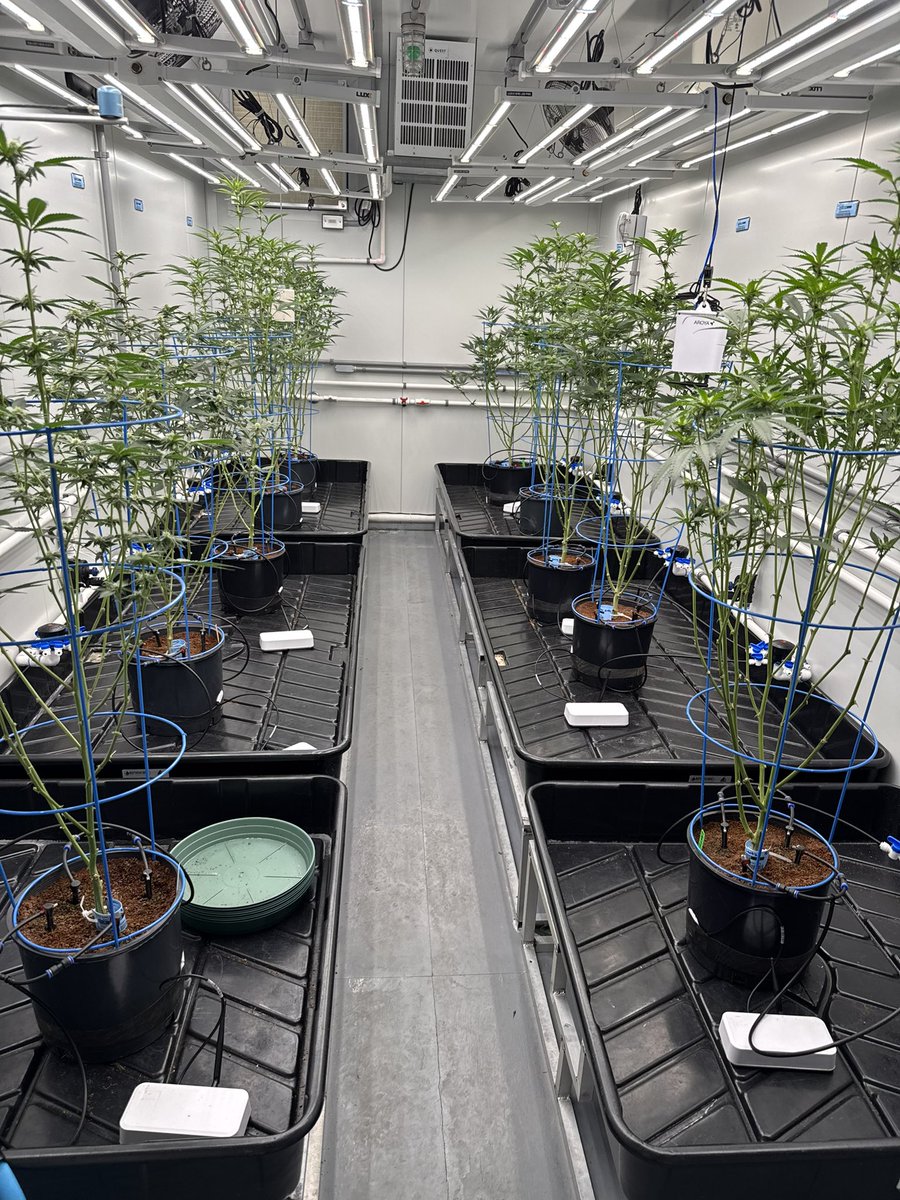 St Tropez pollination today ! Yeeeeeee