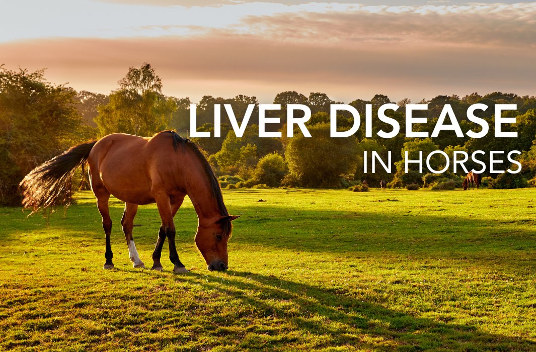 The liver is one of the largest organs in the horse’s body, accounting for 1% of its total bodyweight.

feedmark.com/en/liver-disea…
