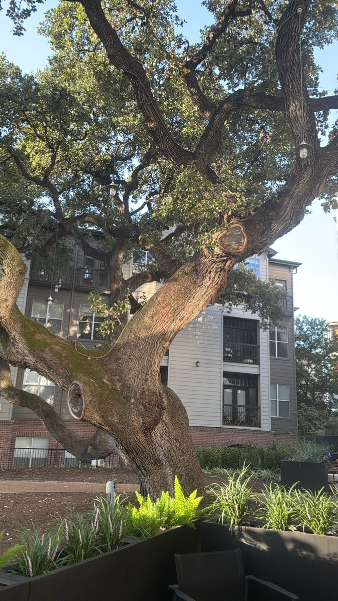 JaredMGreene's tweet photo. @Pixar should make a movie about trees. Large specie variety and age range. Could make some great characters. 

This tree can’t wait to rebel against its parents in a heartwarming coming of age story. https://t.co/JY94acaoKf