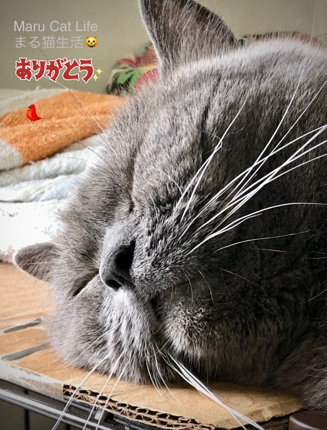 まる猫生活 on X: 