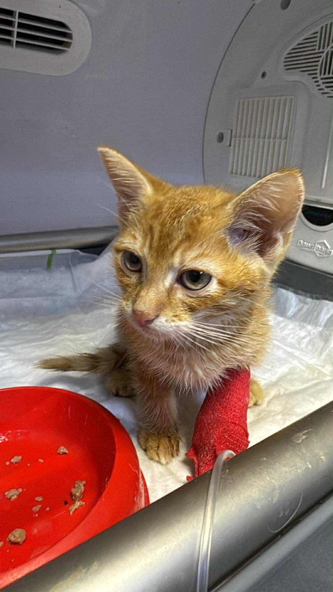 9 GODZIN DO KOŃCA ZBIÓRKI 💔 

ratujemyzwierzaki.pl/bastian-feline…

Proszę pomóżcie 🙏