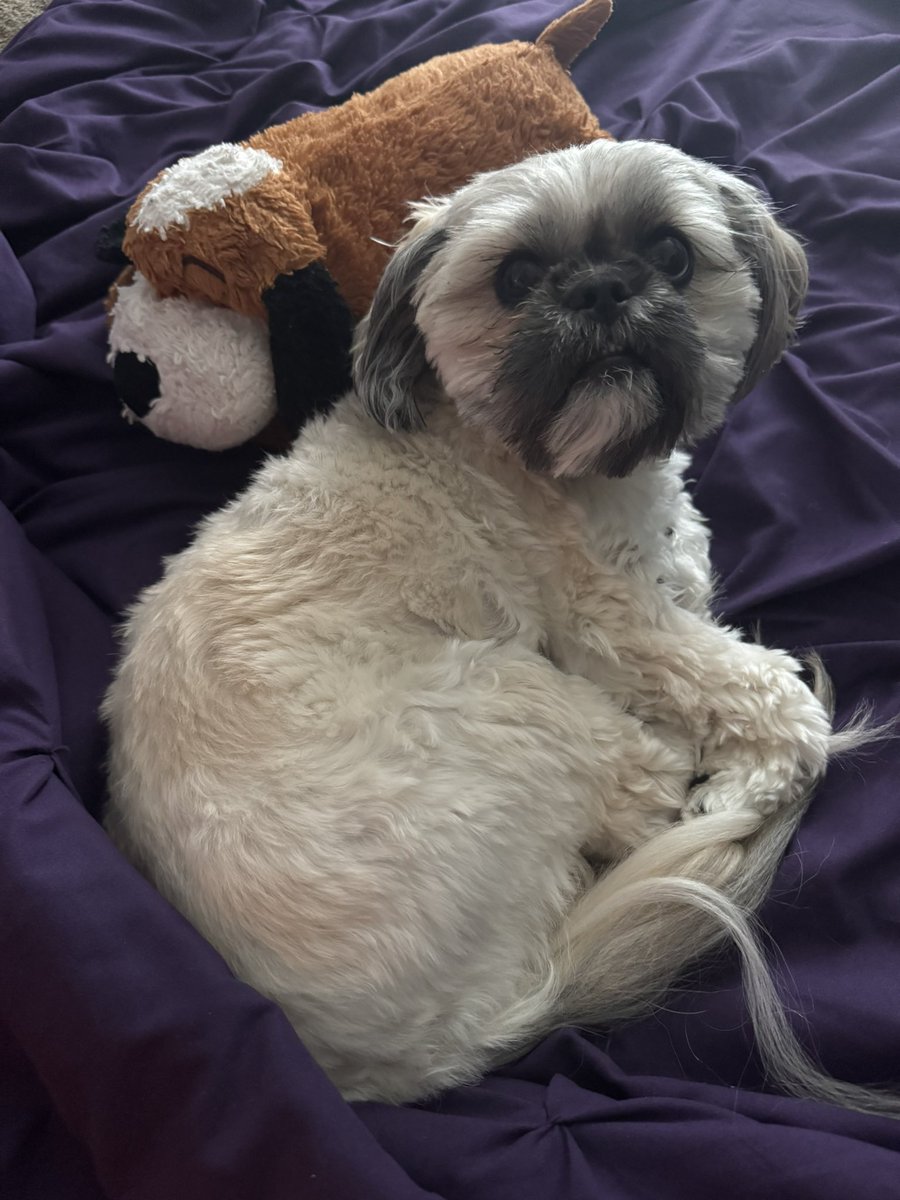 Good morning world from Houston, Texas! 🤠

Cookie 🍪 and her toy puppy 🐶