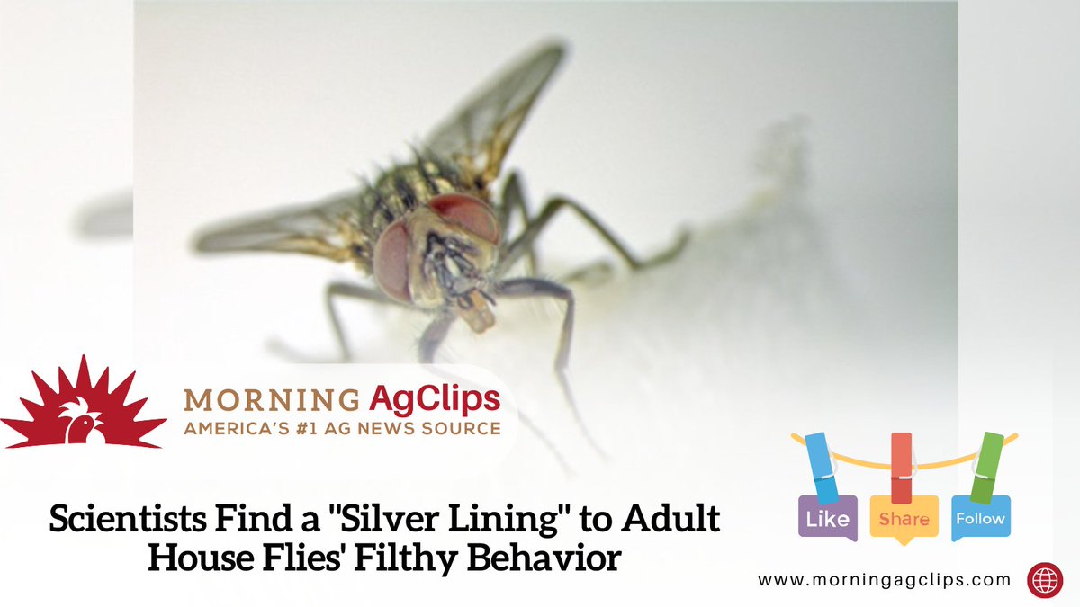 “By looking at what flies are carrying within and on their bodies over time, we can directly assess what is going on in their surrounding environment on the farm"

Read on: hubs.la/Q03z4m0J0

#farming #farm #farmers