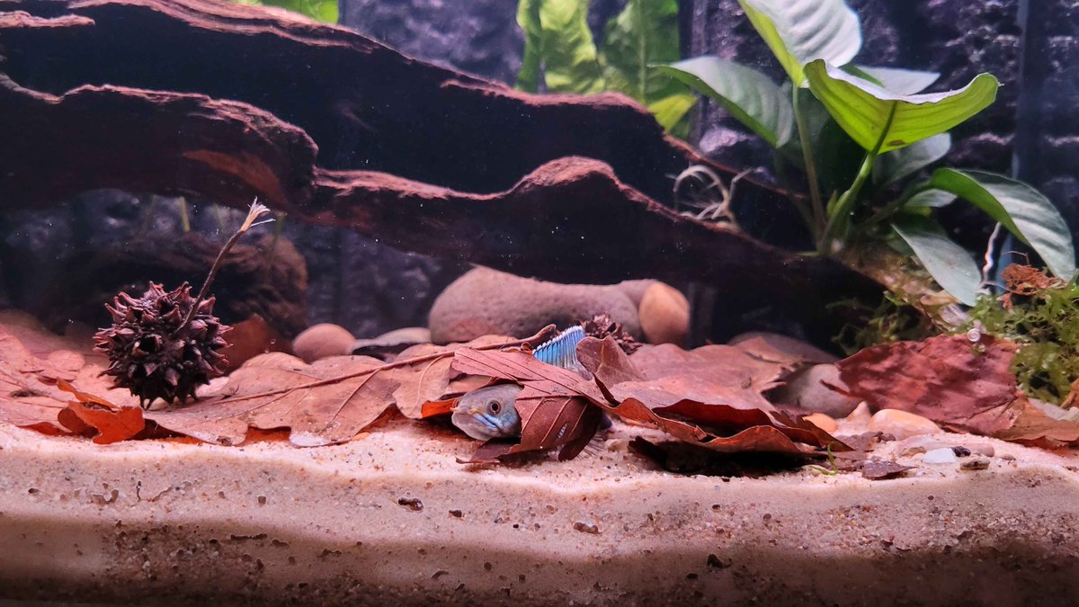 Famous for their ease and simplicity, Father Fish setups often include wild-collected elements like leaves and seed pods. Would you try this method?

📷: Patrick Marshall (courtesy of Father Fish)

#TropicalFishHobbyist #FatherFish #freshwateraquarium
