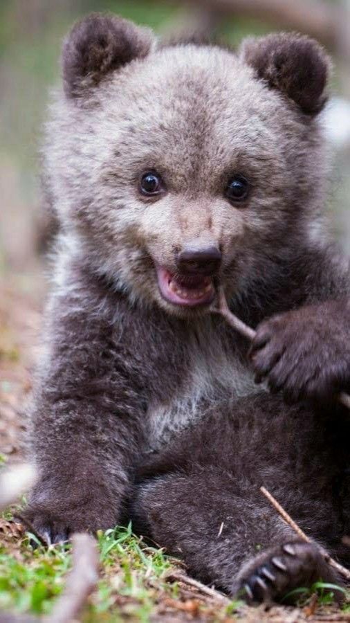 🐻 Bears Daily 🐻 (@bearsdaily_) on Twitter photo 