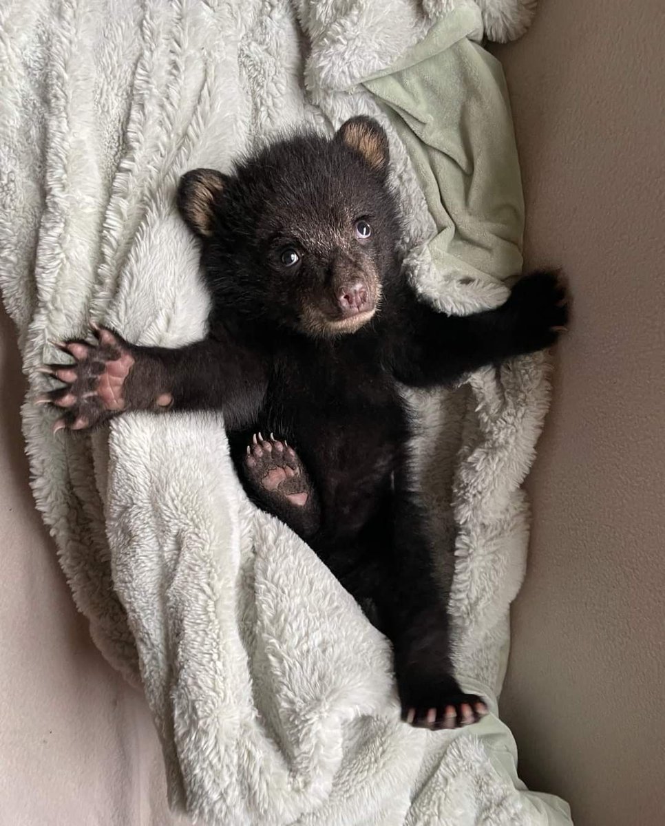 🐻 Bears Daily 🐻 (@bearsdaily_) on Twitter photo 