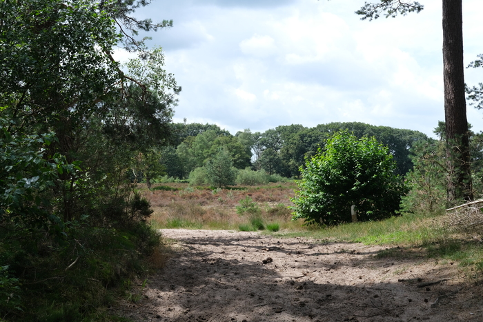 Gisteren vond een incident plaats met hoogstwaarschijnlijk een wolf in het bos bij de Pyramide van Austerlitz. Daarom geldt extra advies: mijd het bos met kinderen. 

Lees het nieuwsbericht provutr.nl/m41