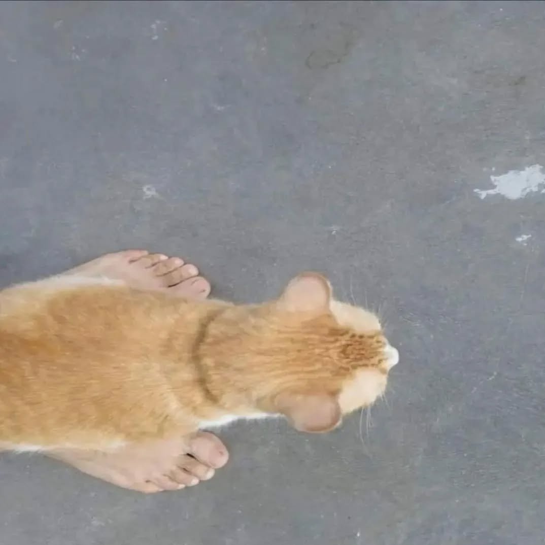 Punch Cat (@punchingcat) on Twitter photo 