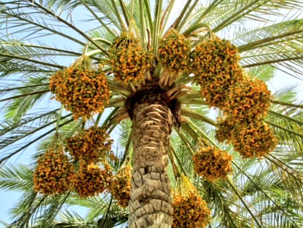 mer0055's tweet image. اللهم إجعله موسم خير وبركة لعموم مزاعي النخيل كبيرهم وصغيرهم 🫡