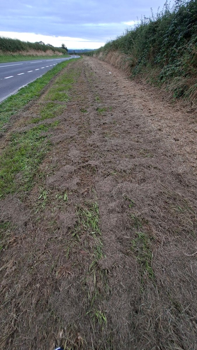 Here we go again - roadside verges  scalped along A40 near Letterston, Pembrokeshire. Its no wonder #insects in steep decline. There's no food for them. Come on <a href="/WelshGovernment/">Welsh Government</a> sort this out. Its not hard. Just stop trashing #verges Let them grow! <a href="/TrafficWalesS/">Traffic Wales South</a> <a href="/huw4ogmore/">Huw Irranca-Davies</a>