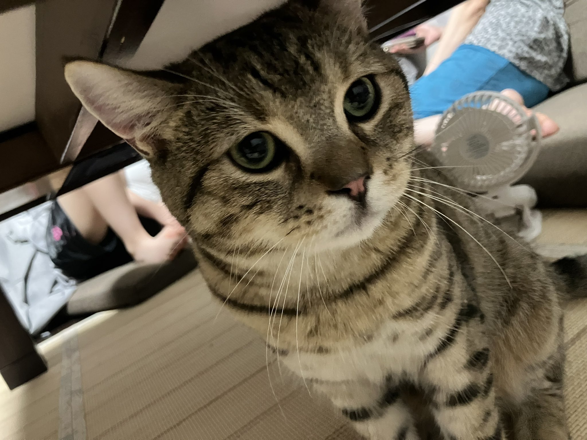 猫 When I searched for my cat's dropped GPS collar, I found it