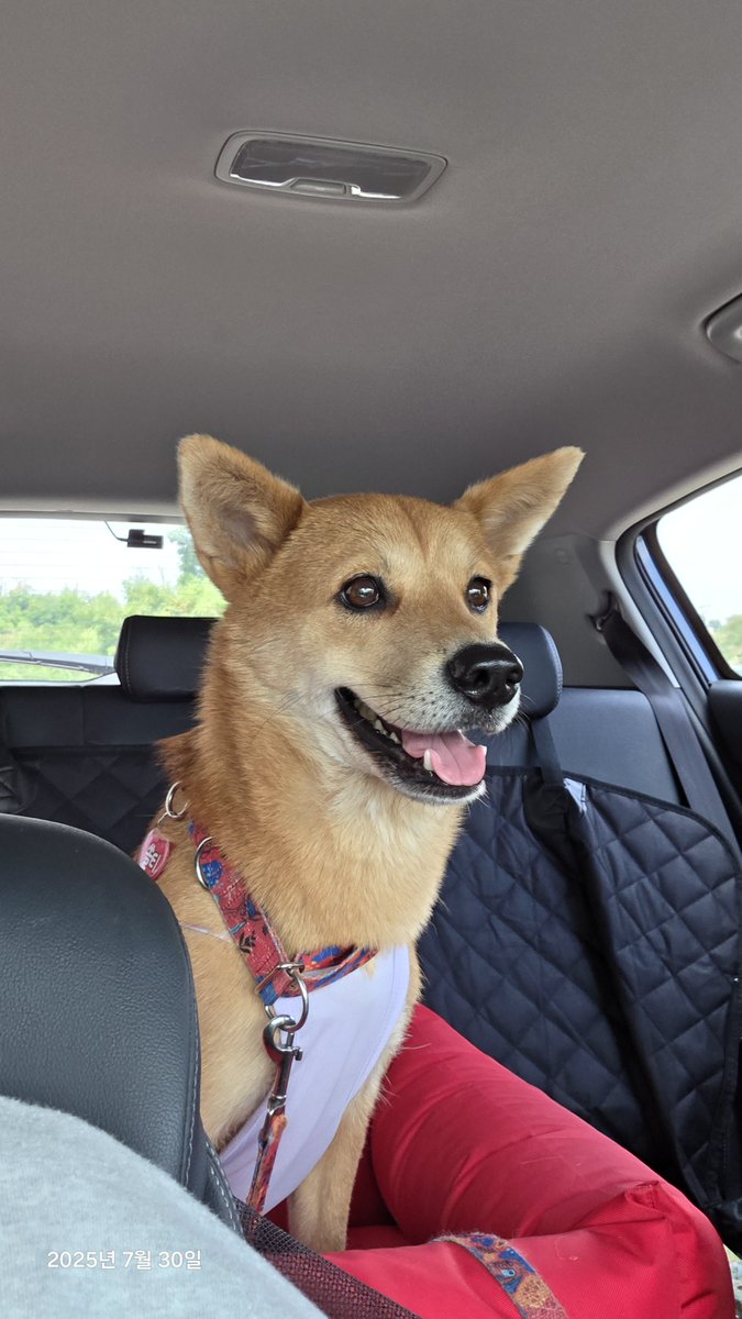 쏠티네나비랑 (@salty_and_navi) on Twitter photo 