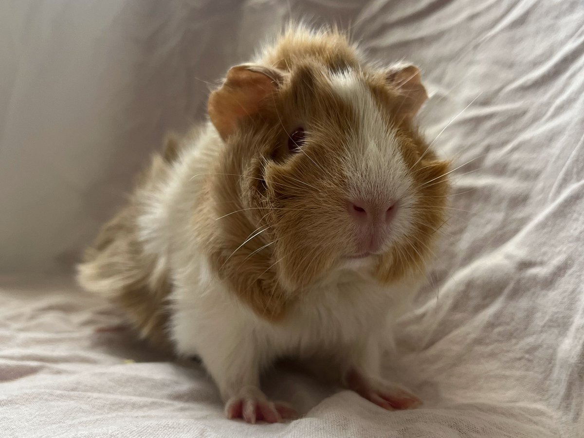 так как свинья без имени реинкарнация пана ежи качмарека, решено назвать ее ежевикой.

за идею спасибо дражайшей <a href="/wombat_batyanya/">batyanya wombat🏳️‍🌈</a>
с пламенным приветом <a href="/tydysch1/">хруст немецкой булки</a> 
🖤