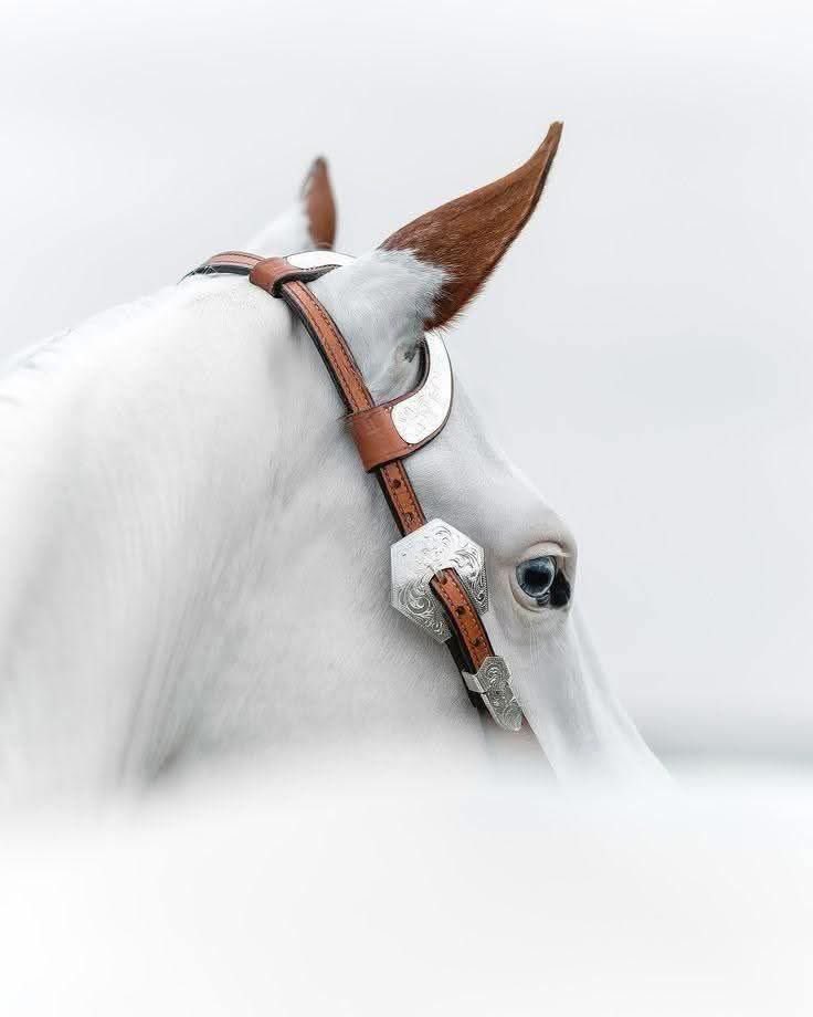 Mmalkalbani's tweet photo. #صدق_من_قال :

كالخيلِ يمنعُنا الشُّمُوخُ شِكايةً
 وتئِنُّ من خلفِ الضلوعِ جروحُ! https://t.co/HcekwMQST4
