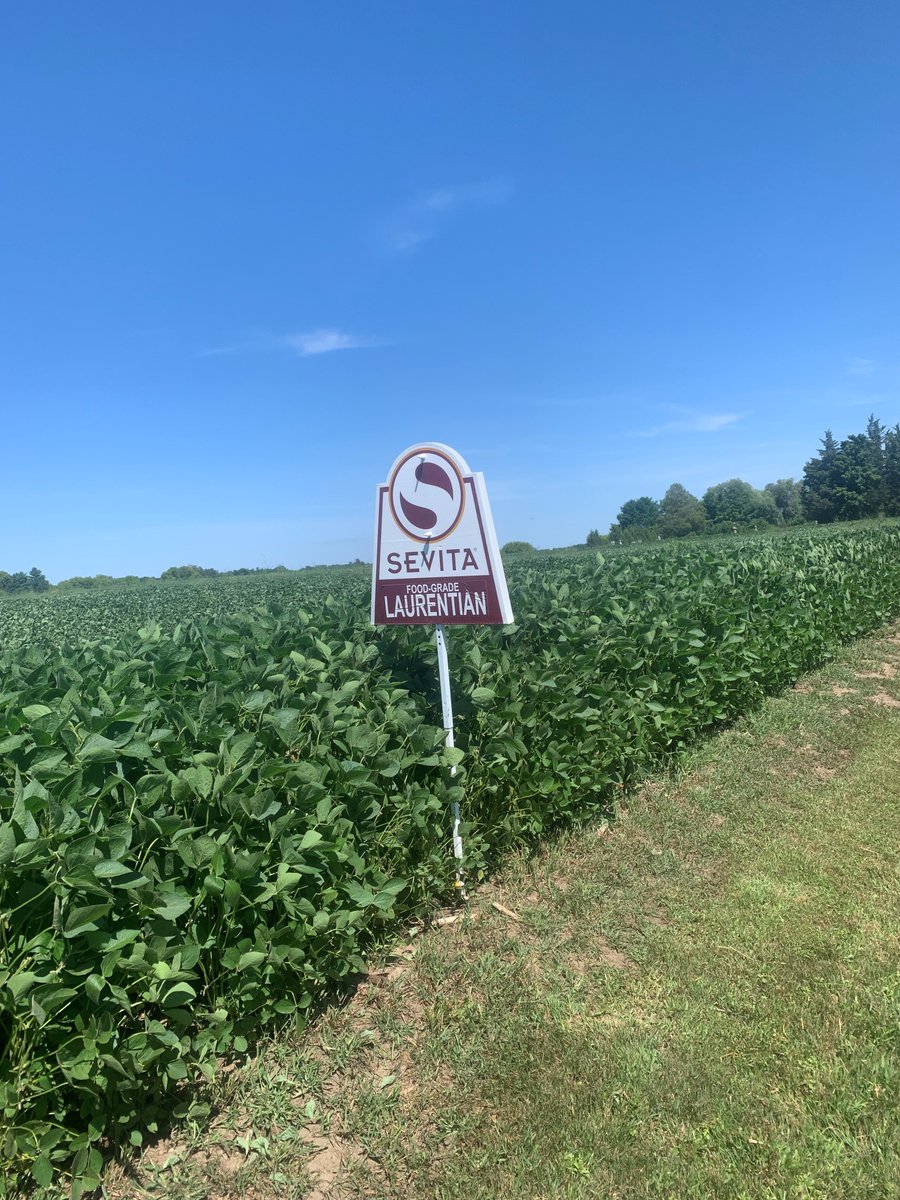 Look at the size of these food-grade Laurentian's in Cornith, ON! This later season natto variety, mixes excellent yield performance with SCN protection and high white mold tolerance. 

To learn more about Laurentians, click the link: 
sevita.com/product/lauren…

#laurentians