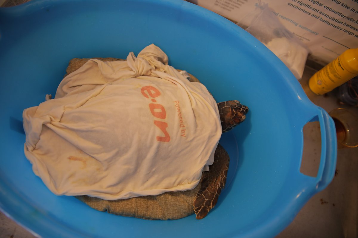 egazette1's tweet image. Apre il #TurtlePoint di #Lipari: così @EON_Italia tutela gli #ecosistemi marini.
e-gazette.it/sezione/green-…