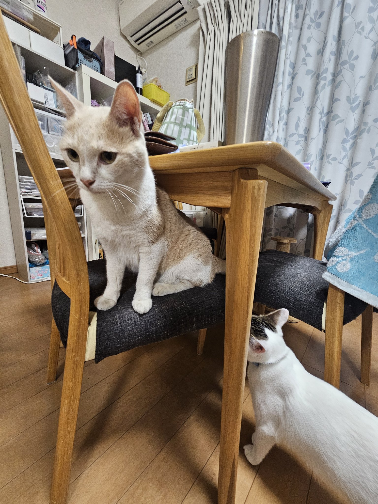 そらみね様お取り置き　9/3まで　猫　レジンヘアゴム　ネコ　月夜　ススキ 楽天市場】【10％OFFクーポン配布中】シリコンモールド おすわり