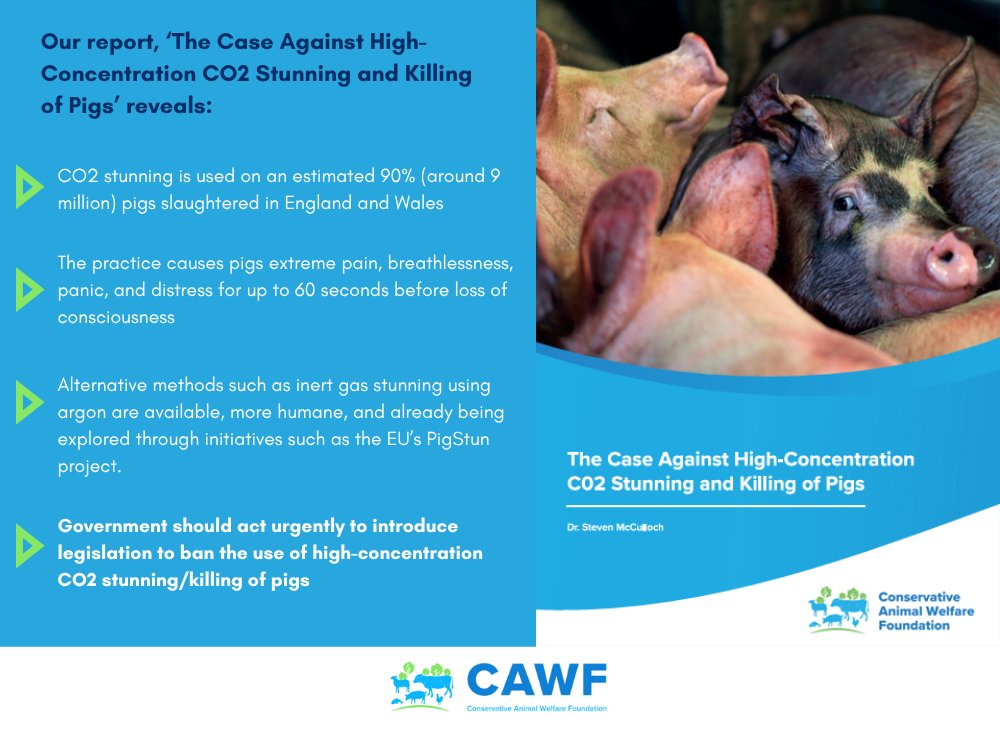 Our latest report 'The Case Against High-Concentration CO2 Stunning and Killing of Pigs' reveals the extreme pain, panic and distress 90% (around 9 million) pigs endure in England and Wales.

This suffering must end.

Read our report:
…nservativeanimalwelfarefoundation.org/resources/the-…