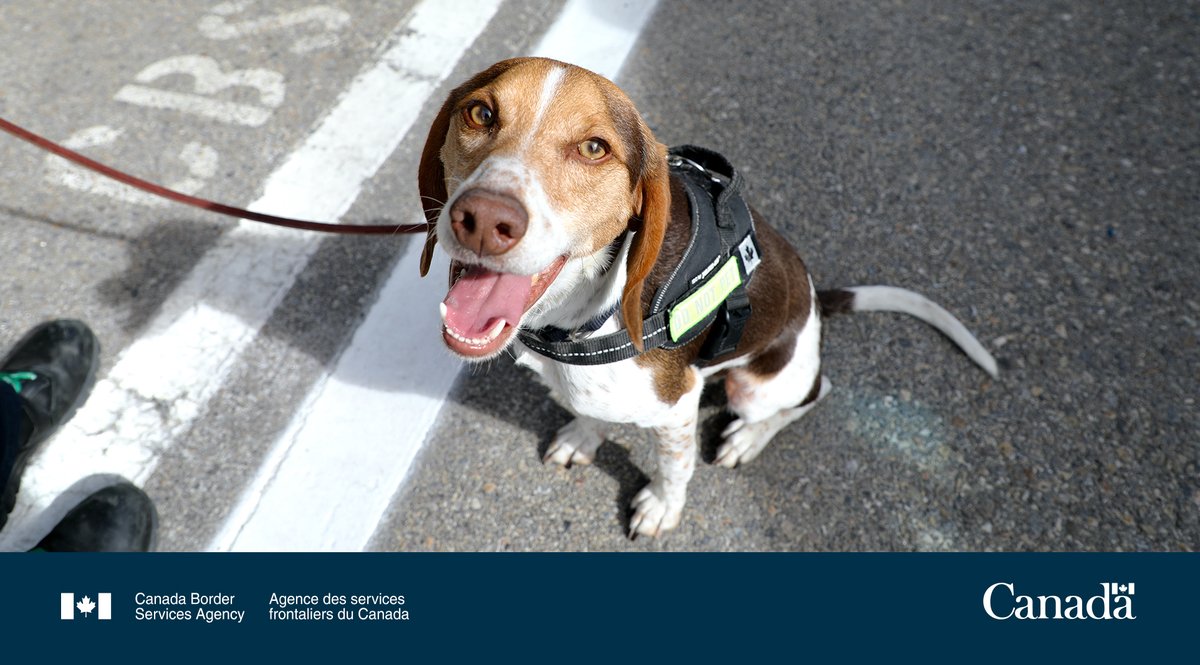 CanBorderPRA's tweet photo. Check out this proud photo of #PrairieRegion Detector Dog, Leo!
He is one of many hard-working #CBSA #K9s based in #Calgary who are committed to #ProtectingCanadians by sniffing out contraband.
#DogsWithJobs https://t.co/qN6ZsqVeMr