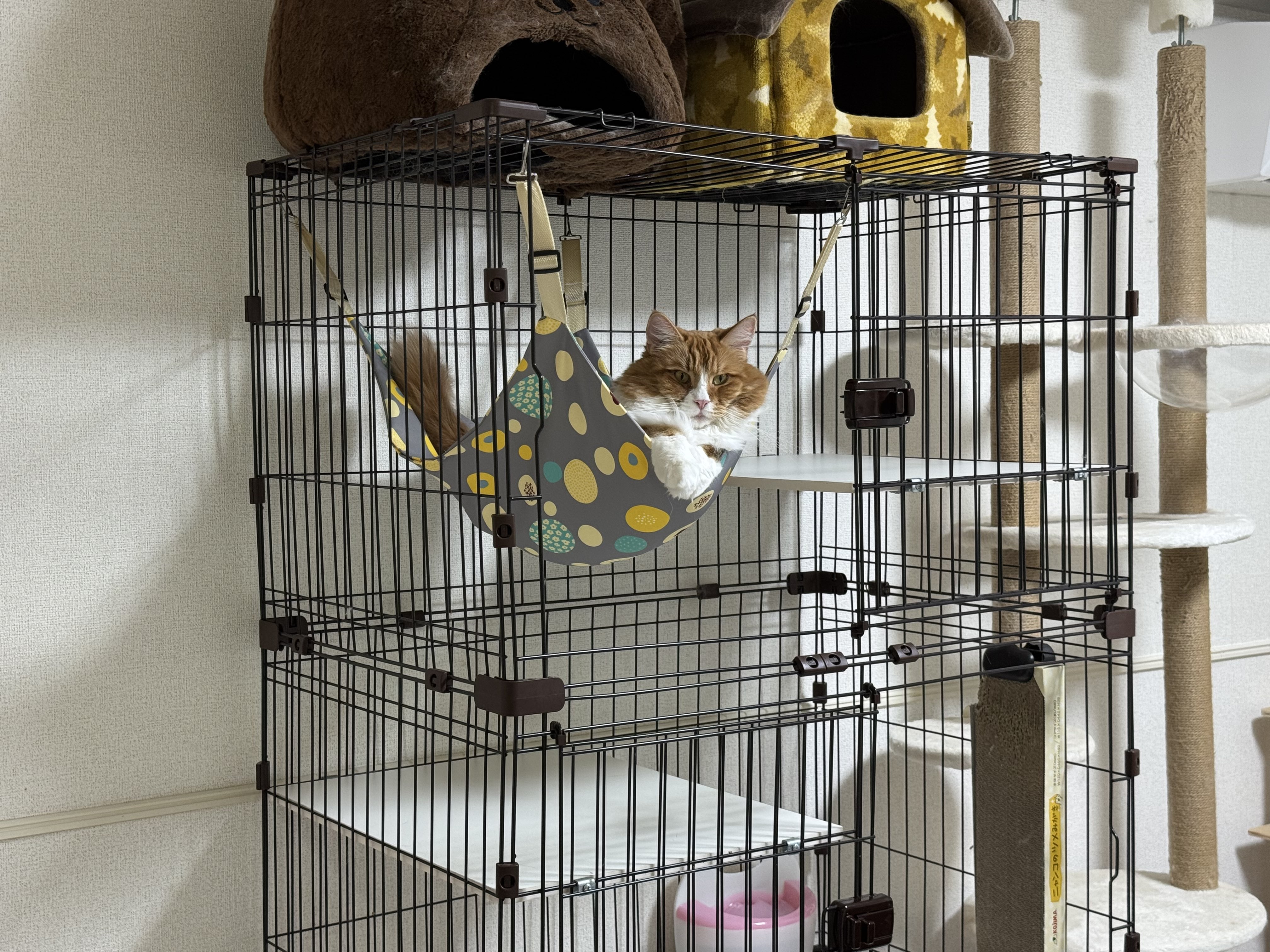 ひまり🦊こまじろう🦭ぐみ🐔 (@gummiii0217re) / X