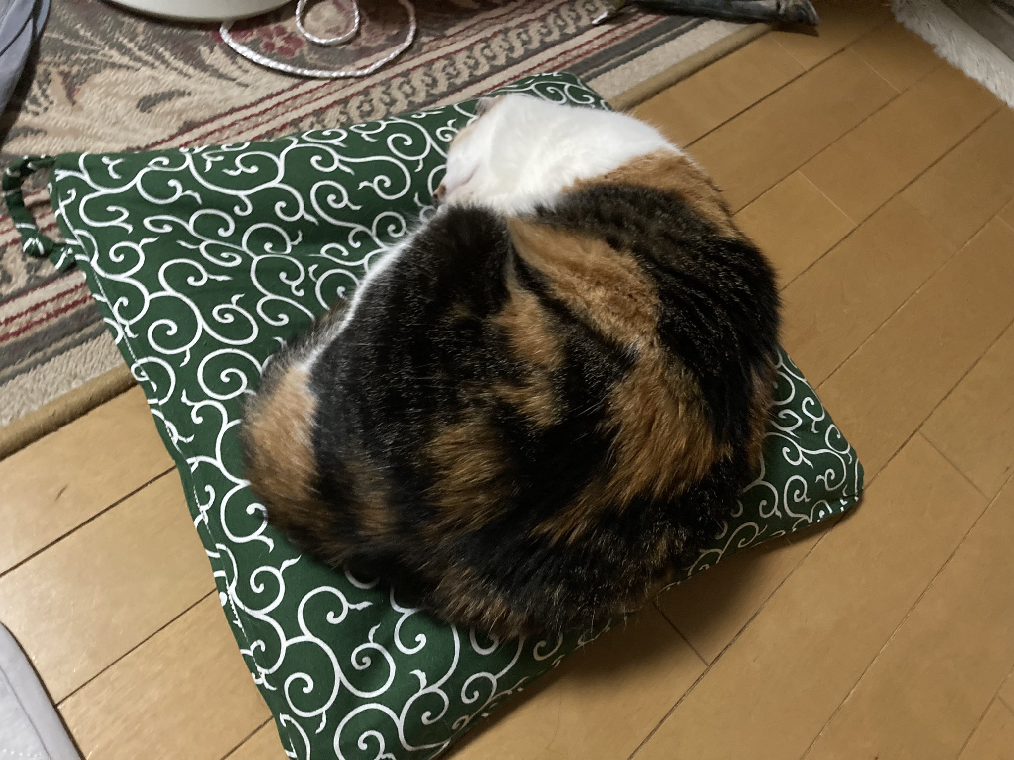 ★新品・未開封★夜は猫といっしょ 長座布団 送料無料】ラストSALE！猫ちゃん専用 お布団 クッション 寝袋