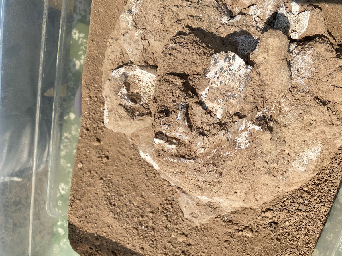 Officially! A 1.8 million-year-old human lower jaw was discovered in Orozmani, Georgia.