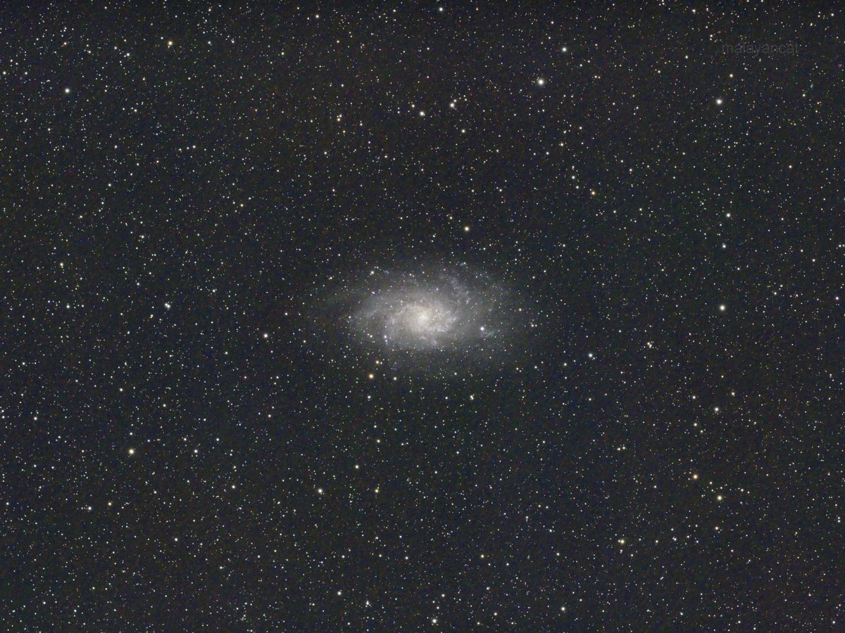 malayancat's tweet photo. #さんかく座銀河, #Messier33
07/31 00:28~04:08頃 https://t.co/PVvS7Qfgr7