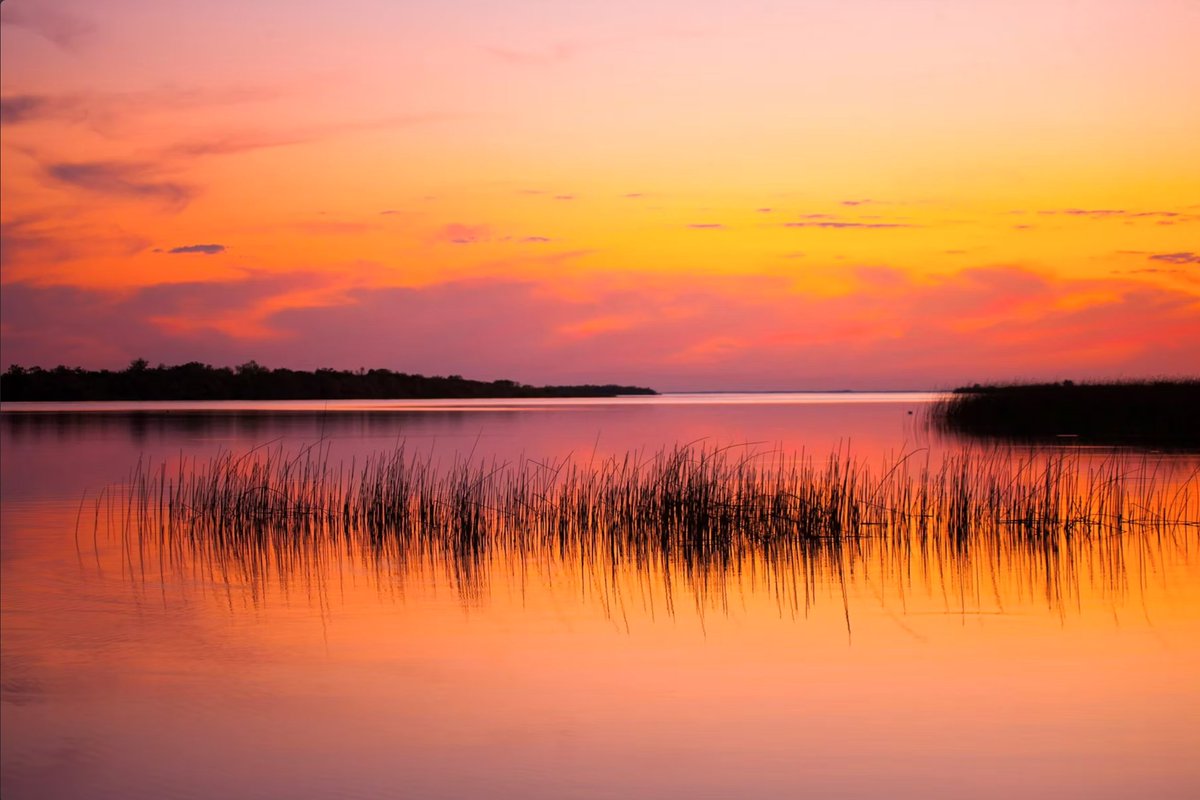 Isla de L.O.B.O.S. tweet media