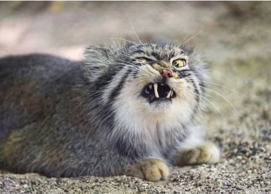 QUANDO QUALCUNO DICE QUALCOSA DI COSÌ STUPIDO CHE IL TUO CERVELLO VA IN TILT