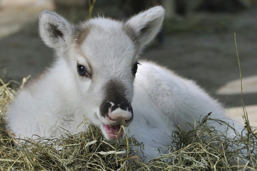 deer encounters 🦌 (@deerencounters) on Twitter photo 