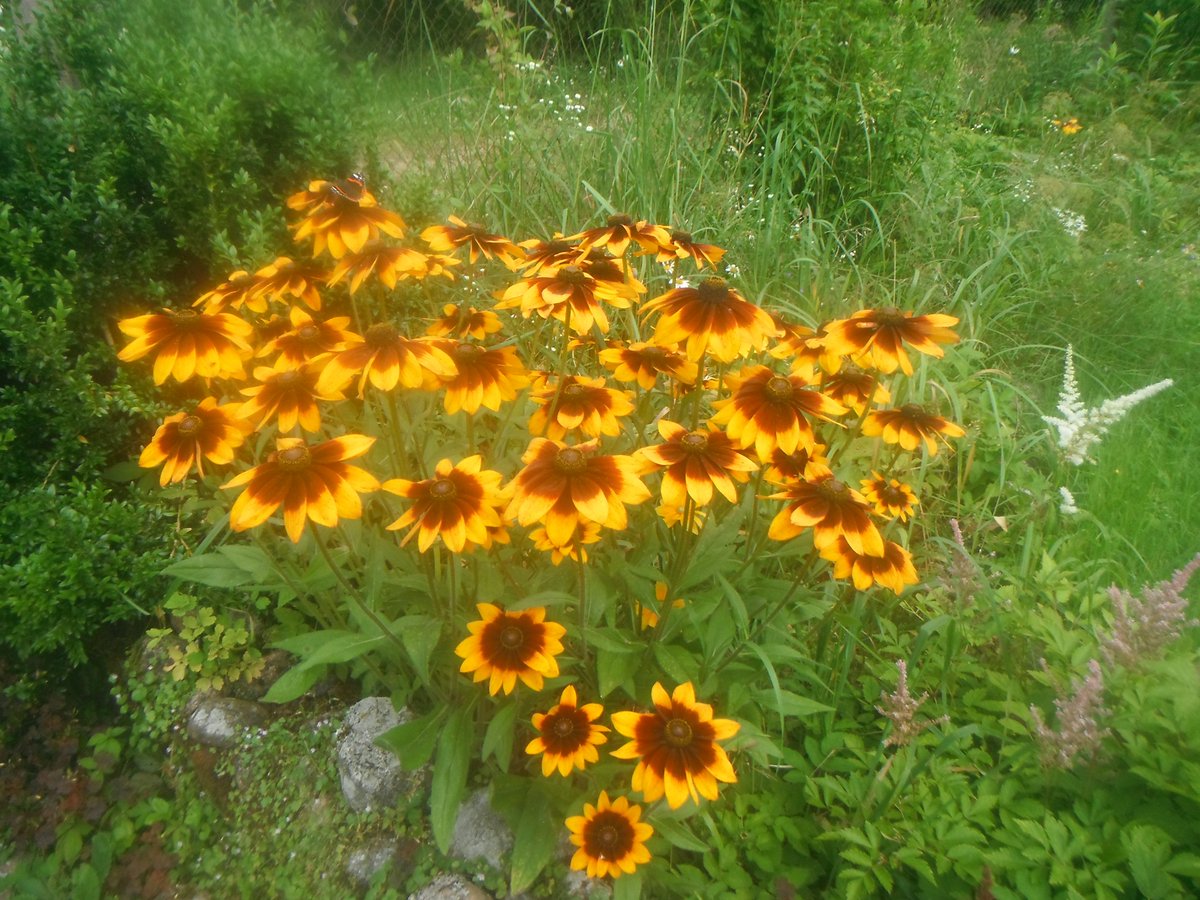 Manas mīļās rudbekijas