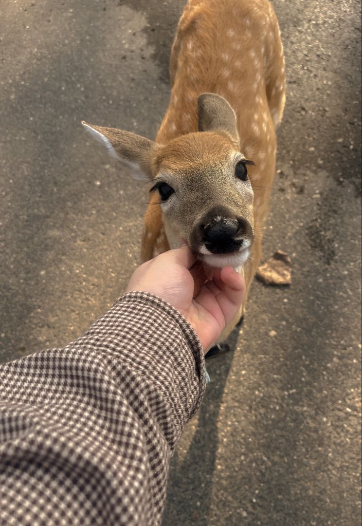 deer encounters 🦌 (@deerencounters) on Twitter photo 