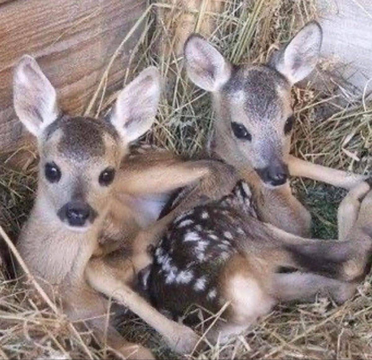 deer encounters 🦌 (@deerencounters) on Twitter photo 