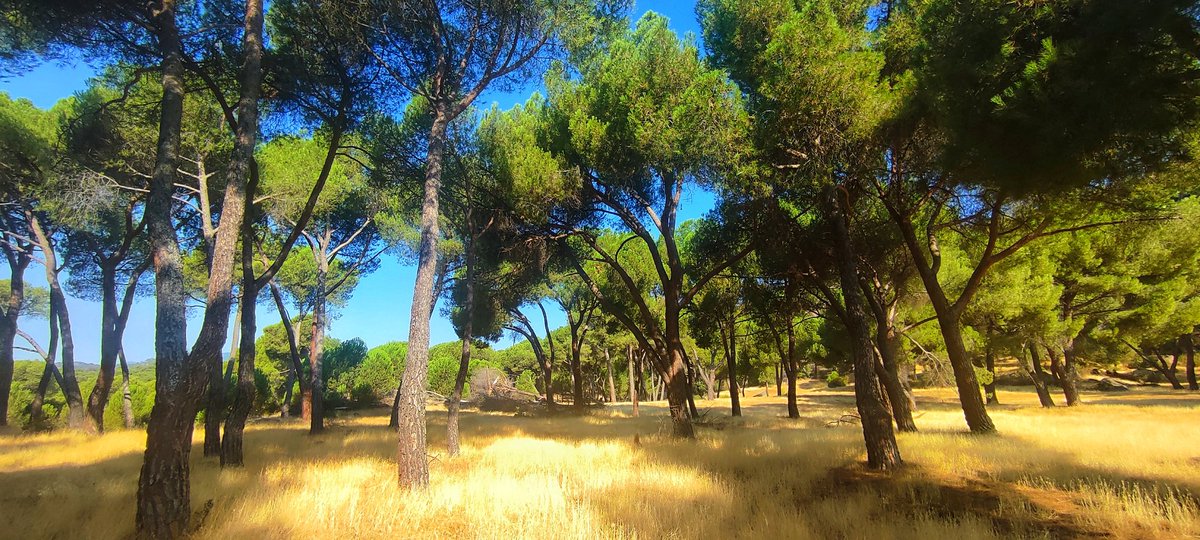 MndzMery's tweet image. Field work: Dendrometers 📈to continuously analyze #growth and #insects 🪳🦗🪲collection to know about #pest and #diseases in #Pinuspinea 🌲#oldgrowth #forest for @oldpine17 #project. @INIA_es @CSIC @CSICdivulga #DINAMO #ICIFOR #MFE #research