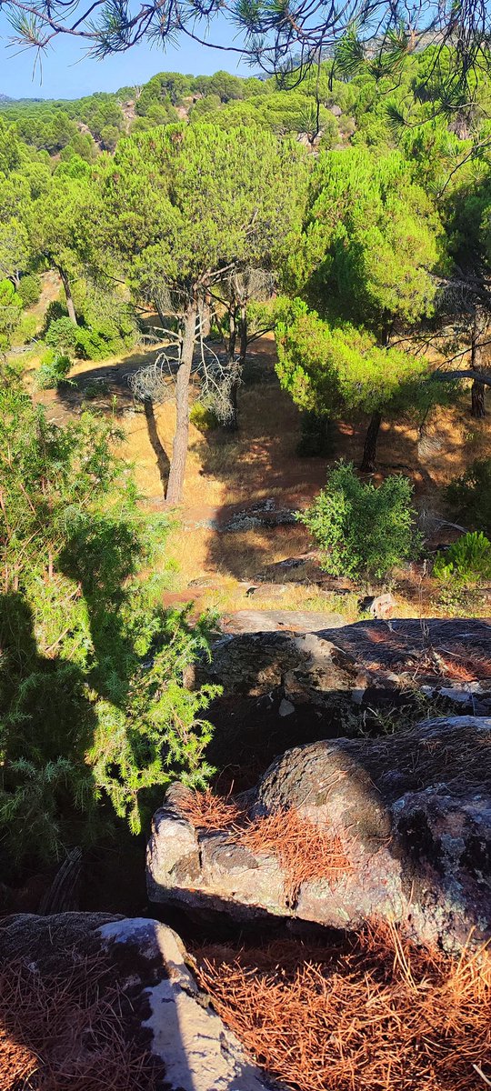 MndzMery's tweet image. Field work: Dendrometers 📈to continuously analyze #growth and #insects 🪳🦗🪲collection to know about #pest and #diseases in #Pinuspinea 🌲#oldgrowth #forest for @oldpine17 #project. @INIA_es @CSIC @CSICdivulga #DINAMO #ICIFOR #MFE #research