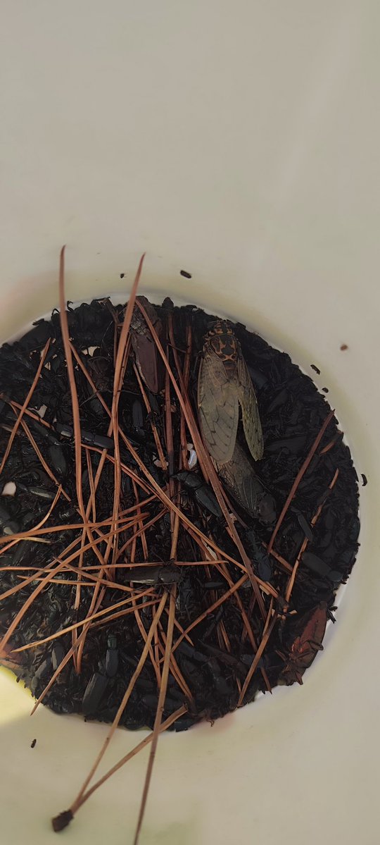 Field work: Dendrometers 📈to continuously analyze #growth and #insects 🪳🦗🪲collection to know about #pest and #diseases in #Pinuspinea 🌲#oldgrowth #forest for <a href="/oldpine17/">Beginpine</a> #project. <a href="/INIA_es/">INIA-CSIC</a> <a href="/CSIC/">CSIC</a> <a href="/CSICdivulga/">CSIC Divulga</a> #DINAMO #ICIFOR #MFE #research
