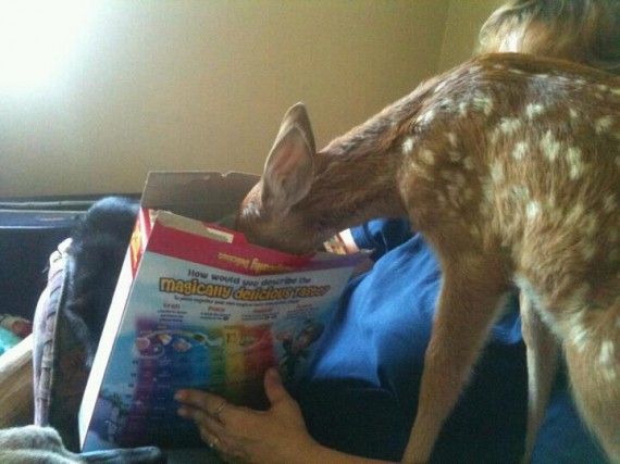 deer encounters 🦌 (@deerencounters) on Twitter photo 