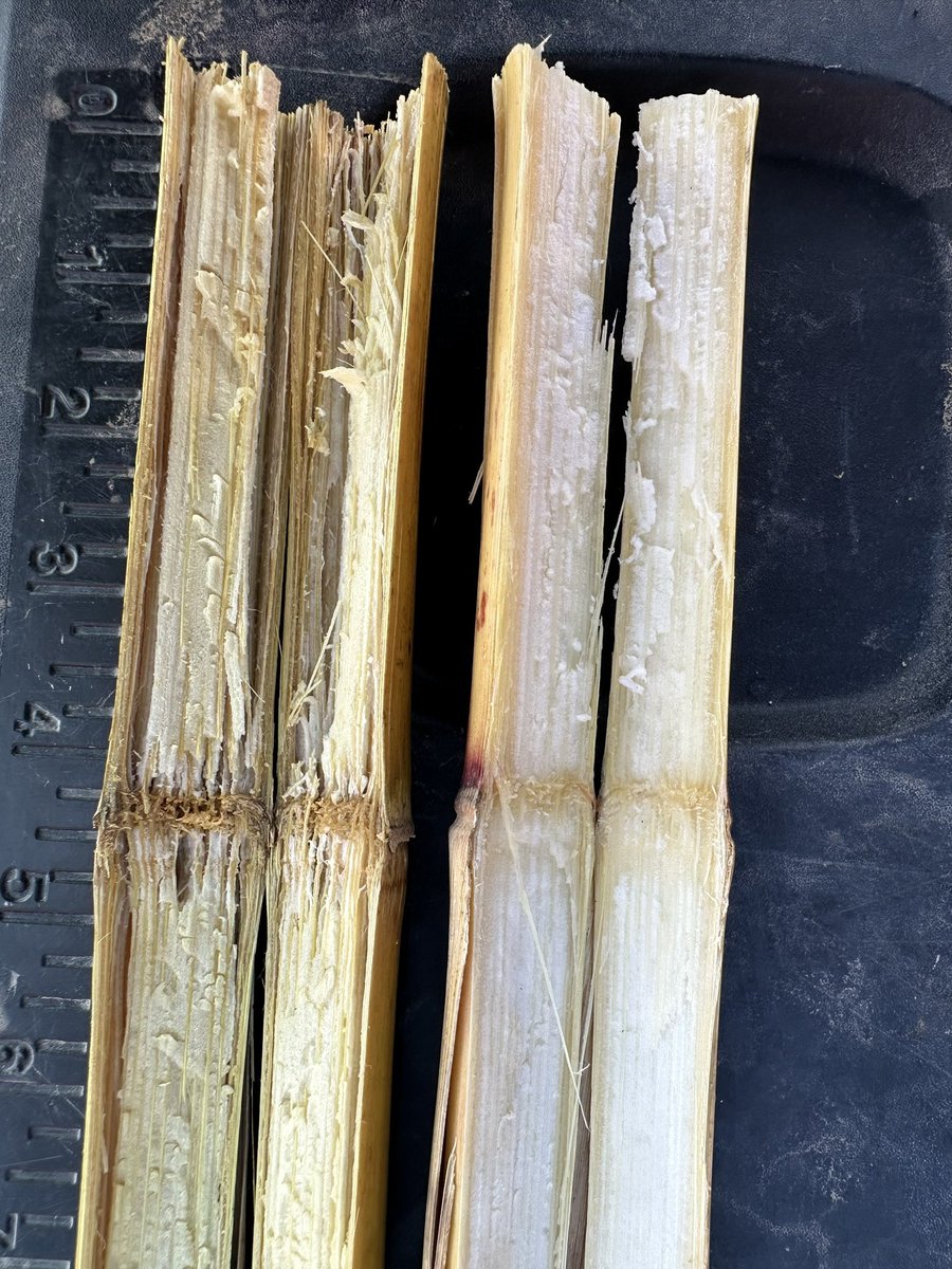 mike_schryver's tweet image. Same hybrid. Same field. Different endings. Timely fungicide = late-season strength and a smoother harvest. 🌽  #plant25 #ontag