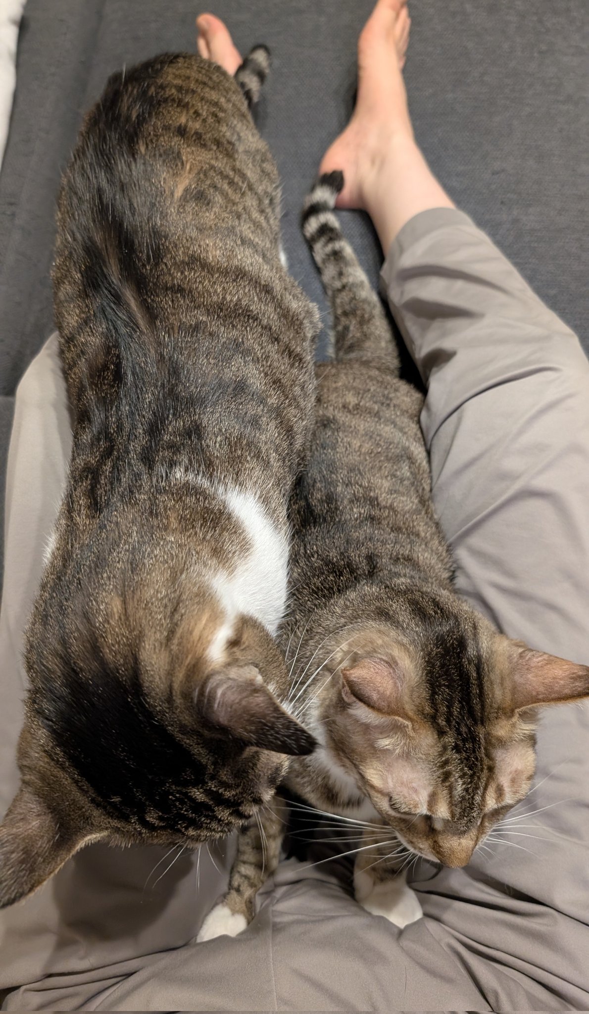 真は錆猫が好き Azuki and Sakura's weight has now matched that of the