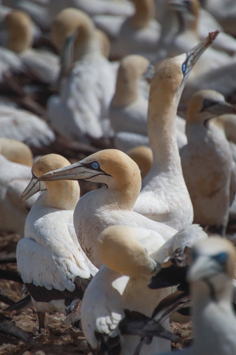 Tebogo Pin-Pin tweet media