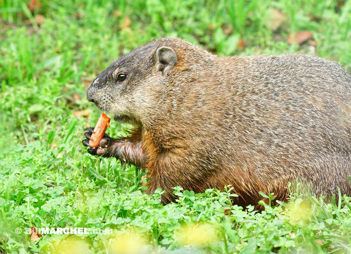 This Woodchuck was a regular visitor to my backyard. I tossed out some carrots, and he/she enjoyed them.