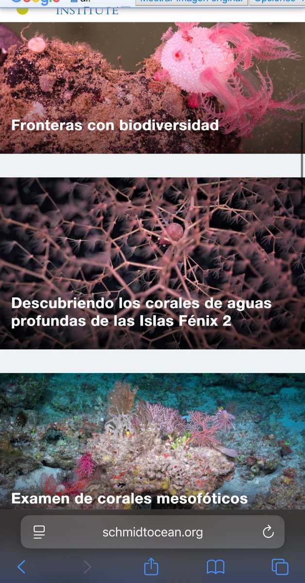 arayann19's tweet image. Dato no menor en la web schmidtocean.org de #expedicion del #CONICET tenes una sección de galerías con imágenes espectaculares para fondos de PC. cel etc.